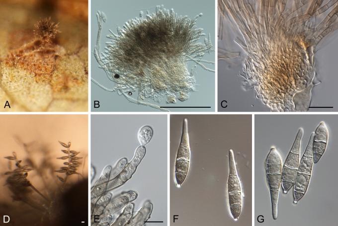 https://cdn.ncbi.nlm.nih.gov/pmc/blobs/4acd/2816965/f005b19063c9/17fig6.jpg