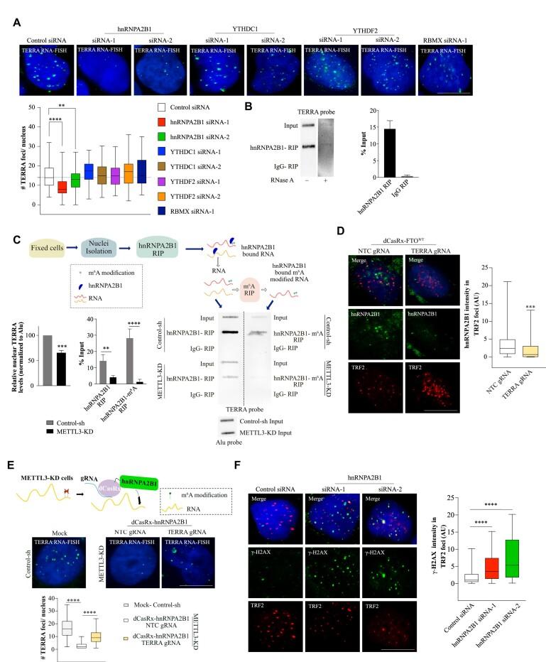 https://cdn.ncbi.nlm.nih.gov/pmc/blobs/4acf/10954483/b176430a506f/gkad1242fig4.jpg