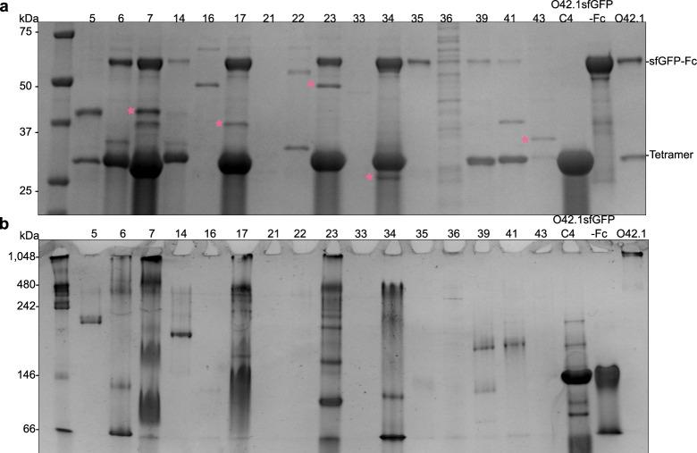 https://cdn.ncbi.nlm.nih.gov/pmc/blobs/4ad3/11402783/dc4da0205dc4/41594_2024_1288_Fig7_ESM.jpg