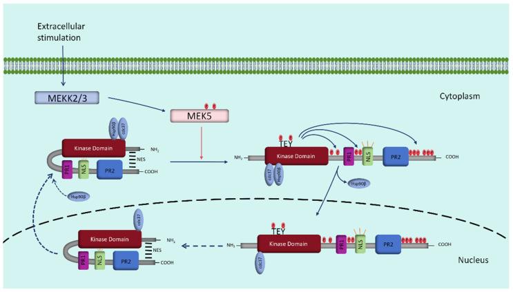 https://cdn.ncbi.nlm.nih.gov/pmc/blobs/4ad4/11117709/06045fda77dd/biomolecules-14-00556-g001.jpg