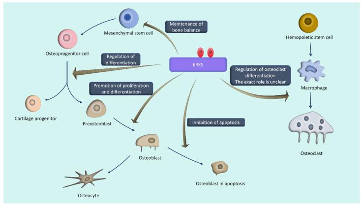 https://cdn.ncbi.nlm.nih.gov/pmc/blobs/4ad4/11117709/c5462d864b82/biomolecules-14-00556-g002.jpg