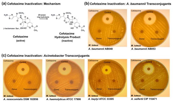 https://cdn.ncbi.nlm.nih.gov/pmc/blobs/4ad4/12196012/2a03440330fb/pathogens-14-00606-g004.jpg