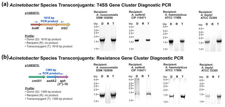 https://cdn.ncbi.nlm.nih.gov/pmc/blobs/4ad4/12196012/58bf1c17c8a8/pathogens-14-00606-g002.jpg