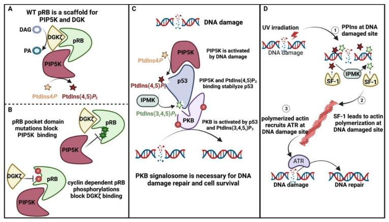 https://cdn.ncbi.nlm.nih.gov/pmc/blobs/4ad7/10377365/75b6bd36ec75/biomolecules-13-01049-g006.jpg