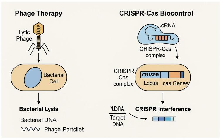 https://cdn.ncbi.nlm.nih.gov/pmc/blobs/4ad7/12248596/41d394b6bc5b/foods-14-02320-g001.jpg