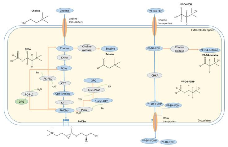 https://cdn.ncbi.nlm.nih.gov/pmc/blobs/4ad8/8400349/1064cbfe69eb/pharmaceutics-13-01246-g001.jpg