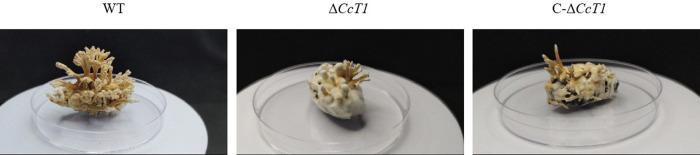 https://cdn.ncbi.nlm.nih.gov/pmc/blobs/4adb/12210886/030a249a369d/spectrum.03425-24.f007.jpg