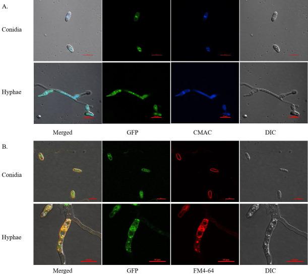 https://cdn.ncbi.nlm.nih.gov/pmc/blobs/4adb/12210886/70ca2ef0327a/spectrum.03425-24.f003.jpg