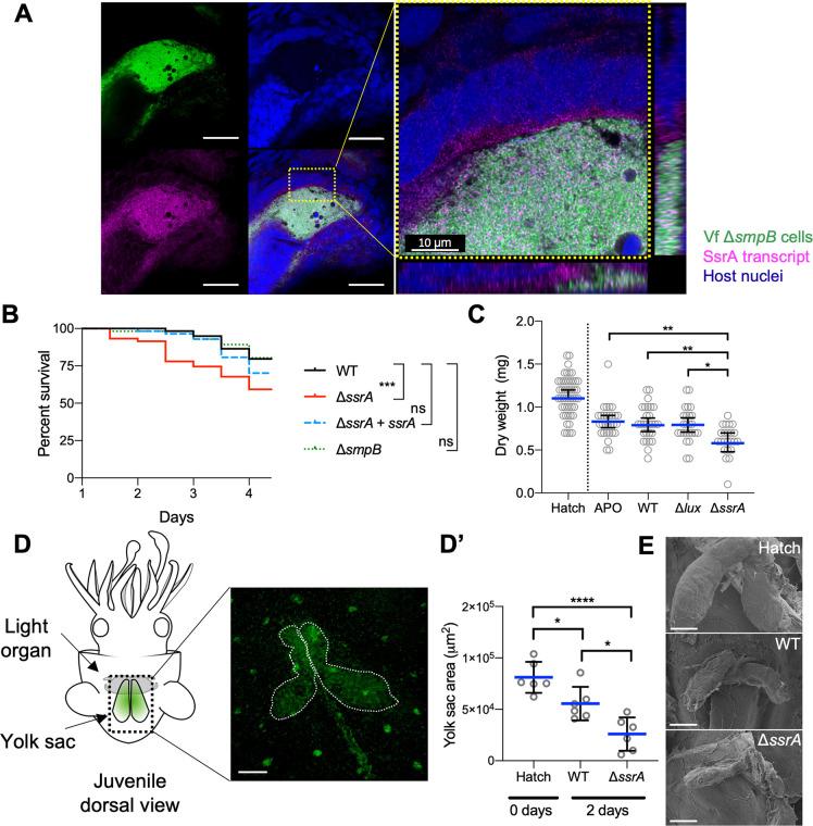https://cdn.ncbi.nlm.nih.gov/pmc/blobs/4adb/7665748/538e8d8e7ed7/pbio.3000934.g004.jpg