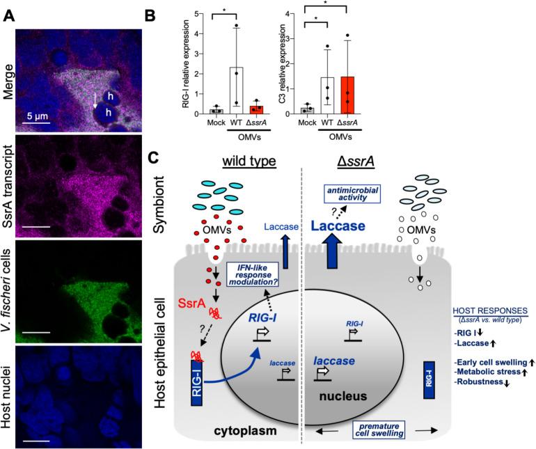 https://cdn.ncbi.nlm.nih.gov/pmc/blobs/4adb/7665748/6e56b8f94325/pbio.3000934.g005.jpg