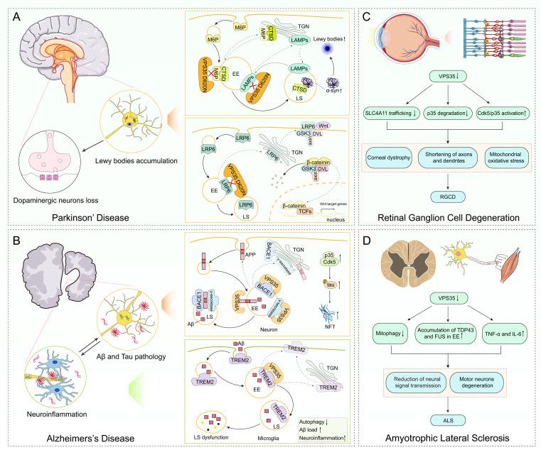 https://cdn.ncbi.nlm.nih.gov/pmc/blobs/4add/11975009/a1728ada6272/JIR-18-4665-g0002.jpg