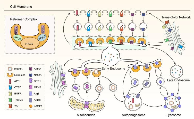 https://cdn.ncbi.nlm.nih.gov/pmc/blobs/4add/11975009/fcefa8804721/JIR-18-4665-g0001.jpg
