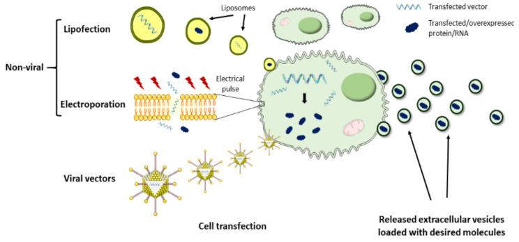 https://cdn.ncbi.nlm.nih.gov/pmc/blobs/4ade/7996323/0f3be59d78cd/nanomaterials-11-00570-g003.jpg