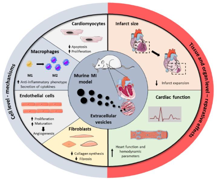 https://cdn.ncbi.nlm.nih.gov/pmc/blobs/4ade/7996323/23e008747364/nanomaterials-11-00570-g002.jpg
