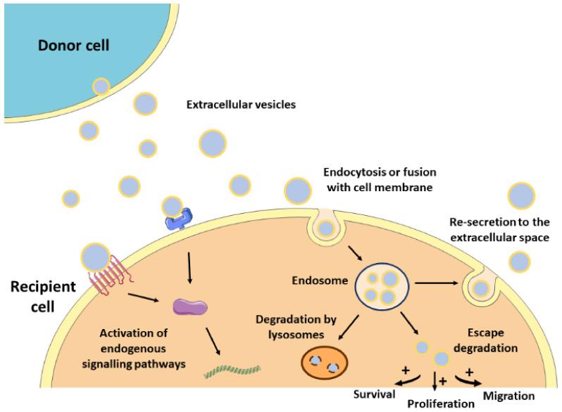 https://cdn.ncbi.nlm.nih.gov/pmc/blobs/4ade/7996323/98383c310045/nanomaterials-11-00570-g001.jpg