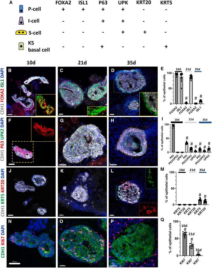 https://cdn.ncbi.nlm.nih.gov/pmc/blobs/4ae9/12049843/96b45e23f4d6/gr4.jpg