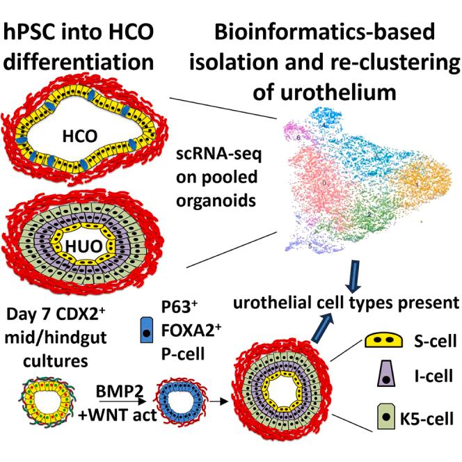 https://cdn.ncbi.nlm.nih.gov/pmc/blobs/4ae9/12049843/d7c2fdc7fe38/fx1.jpg