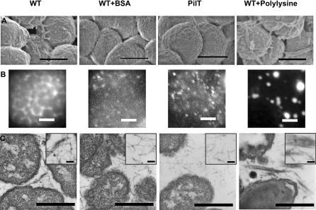 https://cdn.ncbi.nlm.nih.gov/pmc/blobs/4aea/2689688/7d89b1acb4d1/pbio.0060087.g002.jpg