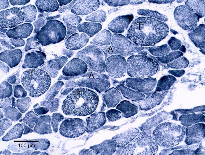 https://cdn.ncbi.nlm.nih.gov/pmc/blobs/4aea/5153989/f45ccf50c576/JVIM-30-1344-g005.jpg