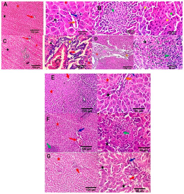 https://cdn.ncbi.nlm.nih.gov/pmc/blobs/4aee/11273778/08f2af325612/antioxidants-13-00865-g007.jpg