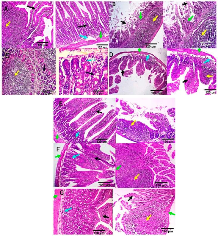 https://cdn.ncbi.nlm.nih.gov/pmc/blobs/4aee/11273778/ef0296fc0d3c/antioxidants-13-00865-g006.jpg