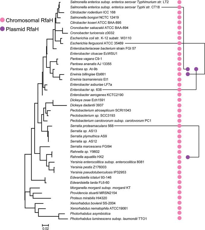 https://cdn.ncbi.nlm.nih.gov/pmc/blobs/4aef/7593976/8c615ebee1fe/mBio.02717-20-f0005.jpg