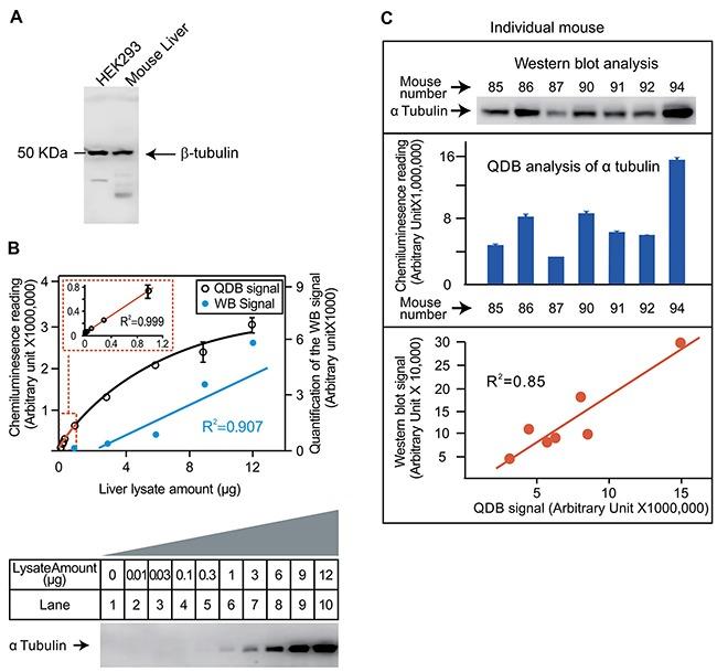 https://cdn.ncbi.nlm.nih.gov/pmc/blobs/4af0/5601674/373ba3d3ce06/oncotarget-08-58553-g002.jpg
