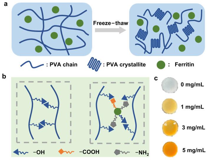 https://cdn.ncbi.nlm.nih.gov/pmc/blobs/4af1/11764909/b831d7e5c75c/gels-11-00059-g001.jpg