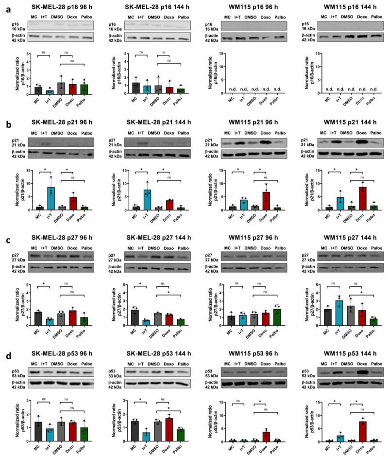 https://cdn.ncbi.nlm.nih.gov/pmc/blobs/4af3/9103004/3aee886783e1/cells-11-01514-g003.jpg