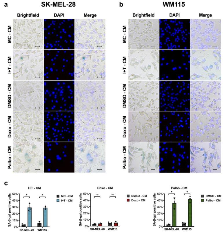 https://cdn.ncbi.nlm.nih.gov/pmc/blobs/4af3/9103004/90624b611ffb/cells-11-01514-g006.jpg