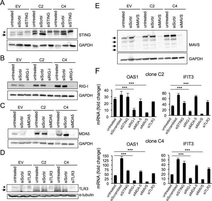 https://cdn.ncbi.nlm.nih.gov/pmc/blobs/4af4/5874037/3916dbfea125/pone.0194611.g004.jpg