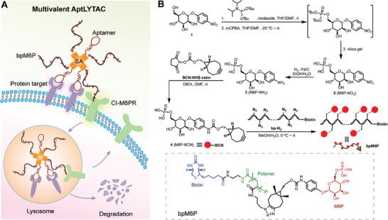 https://cdn.ncbi.nlm.nih.gov/pmc/blobs/4af6/11077639/bc9b83171798/ADVS-11-2308924-g006.jpg