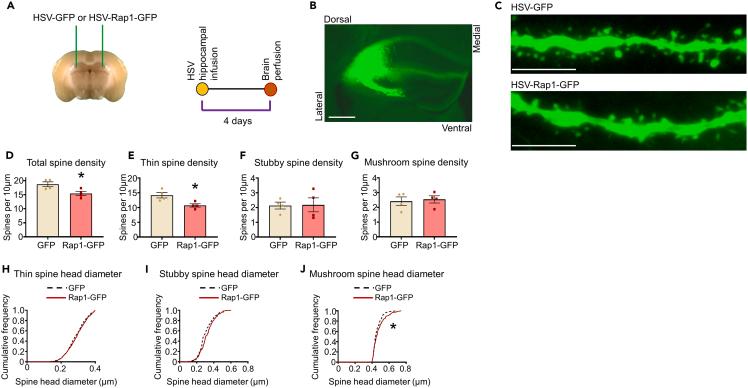 https://cdn.ncbi.nlm.nih.gov/pmc/blobs/4afc/10470260/cf46e411714d/gr5.jpg