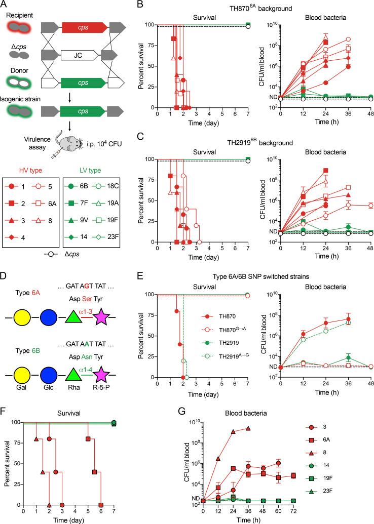 https://cdn.ncbi.nlm.nih.gov/pmc/blobs/4afe/8908791/4581175ee003/JEM_20212032_Fig2.jpg