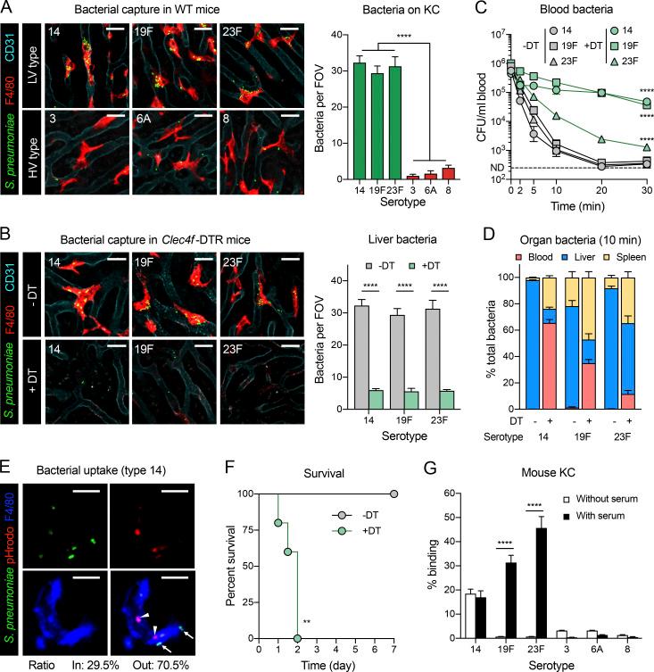 https://cdn.ncbi.nlm.nih.gov/pmc/blobs/4afe/8908791/cbc4d5a897a7/JEM_20212032_Fig6.jpg