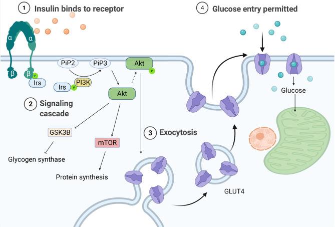 https://cdn.ncbi.nlm.nih.gov/pmc/blobs/4aff/8602812/bc1a4655286c/fimmu-12-746151-g001.jpg