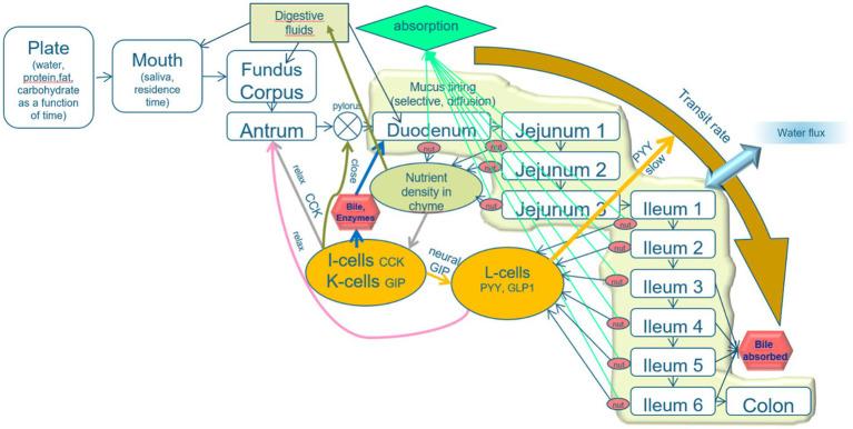 https://cdn.ncbi.nlm.nih.gov/pmc/blobs/4b04/11007706/6fbe772a5bc2/fnut-11-1339711-g002.jpg