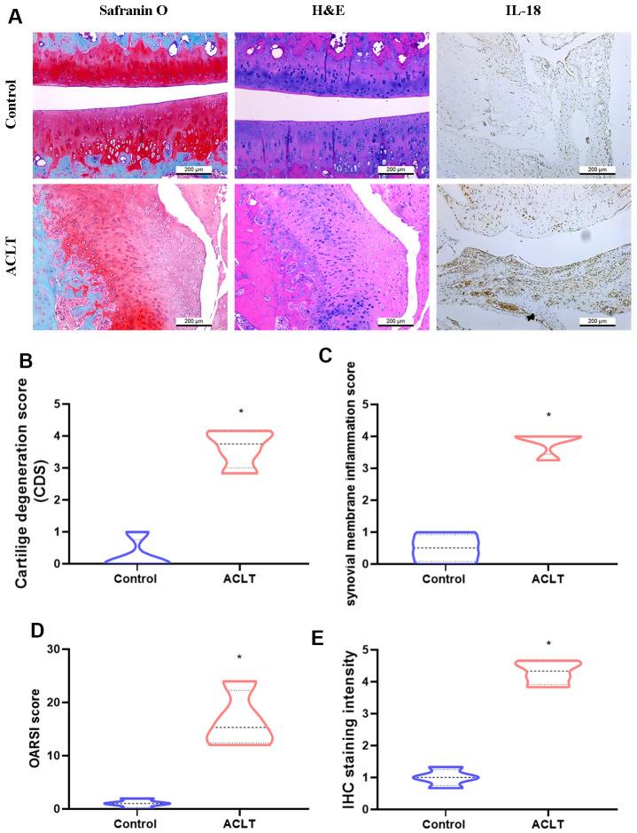 https://cdn.ncbi.nlm.nih.gov/pmc/blobs/4b06/10866453/af8991cdc7ce/aging-16-205462-g002.jpg
