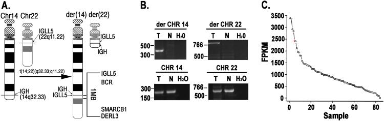 https://cdn.ncbi.nlm.nih.gov/pmc/blobs/4b07/5862875/fd8bfb31d2e0/41408_2018_62_Fig3_HTML.jpg