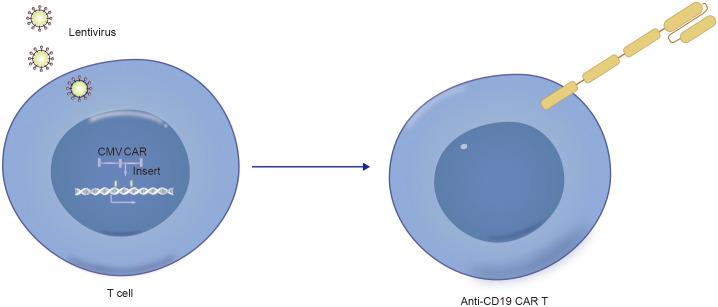 https://cdn.ncbi.nlm.nih.gov/pmc/blobs/4b08/11914092/5c2d99585d29/fimmu-16-1490491-g003.jpg
