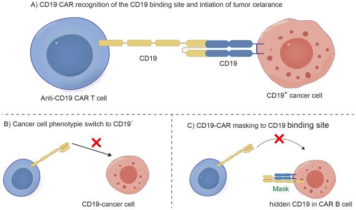 https://cdn.ncbi.nlm.nih.gov/pmc/blobs/4b08/11914092/cac228ecb37b/fimmu-16-1490491-g002.jpg