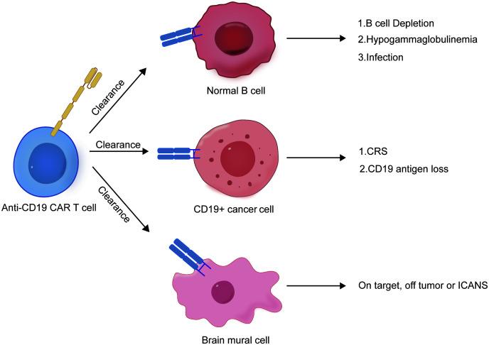 https://cdn.ncbi.nlm.nih.gov/pmc/blobs/4b08/11914092/f90ec9a1641c/fimmu-16-1490491-g001.jpg