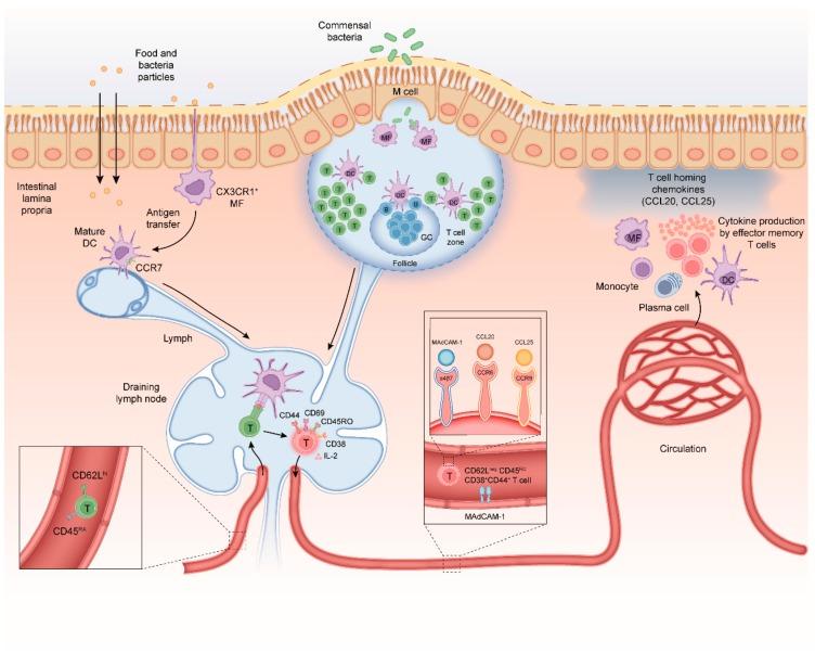 https://cdn.ncbi.nlm.nih.gov/pmc/blobs/4b08/7016883/f28b561ec399/cells-09-00110-g001.jpg