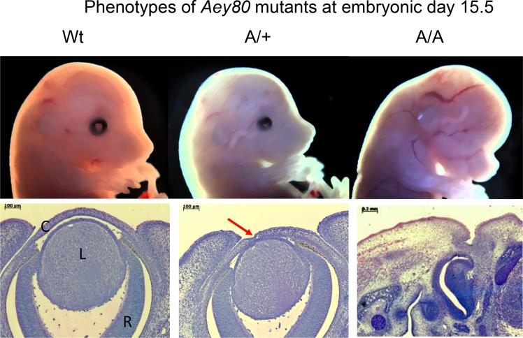 https://cdn.ncbi.nlm.nih.gov/pmc/blobs/4b0b/3626302/72b48580e046/mv-v19-877-f1.jpg