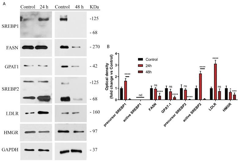 https://cdn.ncbi.nlm.nih.gov/pmc/blobs/4b0d/9965904/d95523e66302/ijms-24-03060-g005.jpg