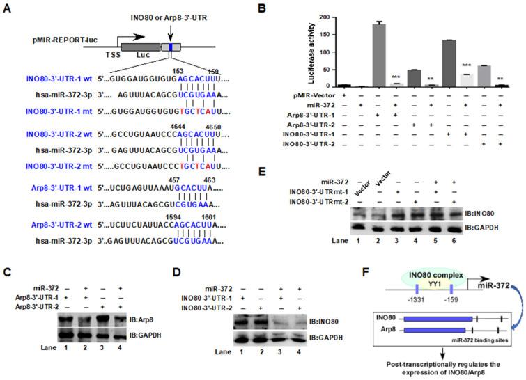 https://cdn.ncbi.nlm.nih.gov/pmc/blobs/4b0e/10341740/914f77df24dc/ijms-24-10685-g005.jpg