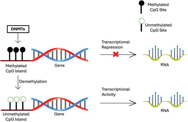 https://cdn.ncbi.nlm.nih.gov/pmc/blobs/4b0e/11964873/ab5e71275dfe/OncolRes-33-57231-f001.jpg