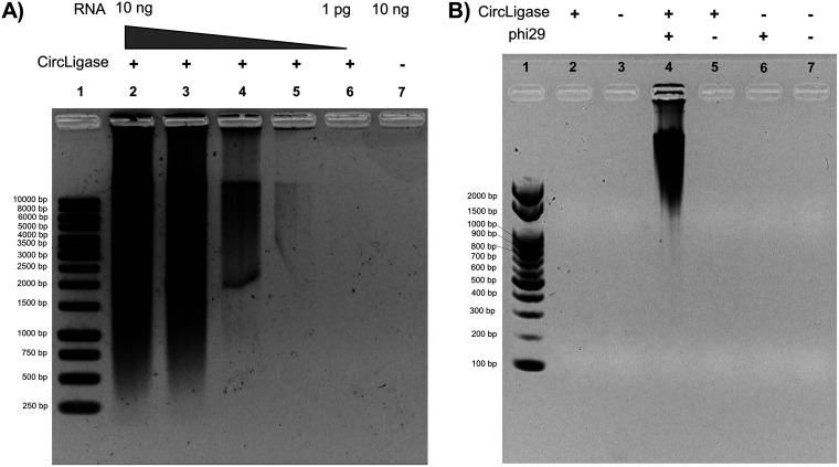 https://cdn.ncbi.nlm.nih.gov/pmc/blobs/4b0e/9599668/81a43cb3d0ac/msphere.00332-22-f002.jpg