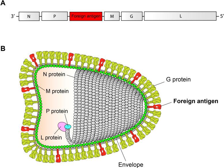https://cdn.ncbi.nlm.nih.gov/pmc/blobs/4b0f/11913706/3ddf01687d95/fimmu-16-1549481-g001.jpg
