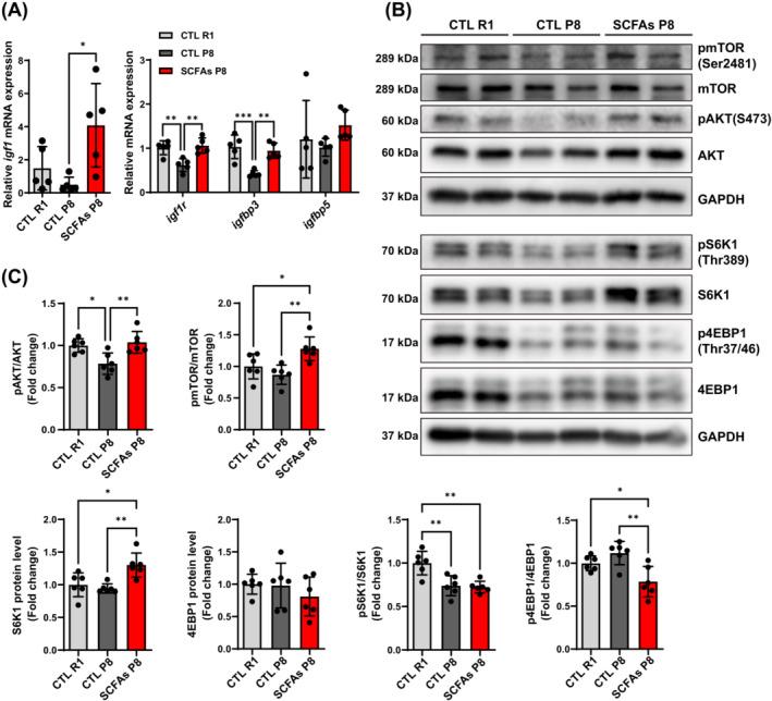 https://cdn.ncbi.nlm.nih.gov/pmc/blobs/4b11/11634463/a32490005b64/JCSM-15-2387-g001.jpg